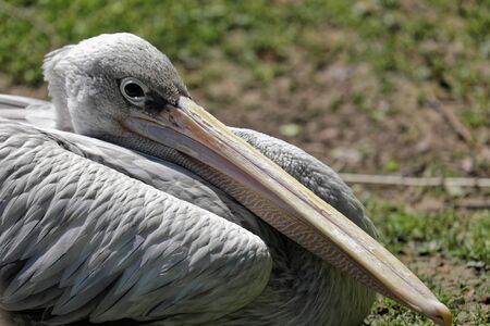 Close-up on white pelican faceの写真素材