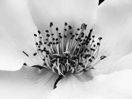 Center of a white rose in close upの写真素材