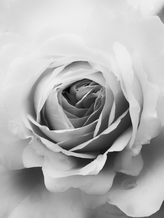 Pale soft white rose with deep shadowsの写真素材