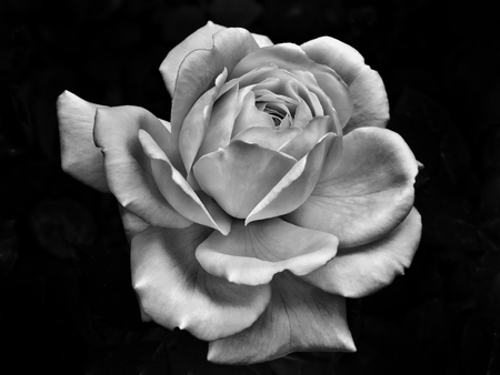 single white rose with raindrops on a black backgroundの写真素材