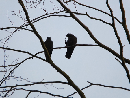 two crows showing claws in a bare treeの写真素材