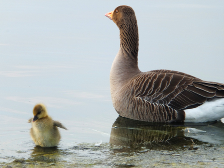 goose and gosling in shallow water with gosling standingの写真素材