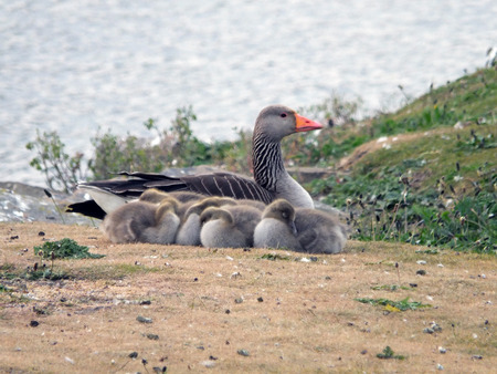 greylag goose and goslings sleepingの写真素材