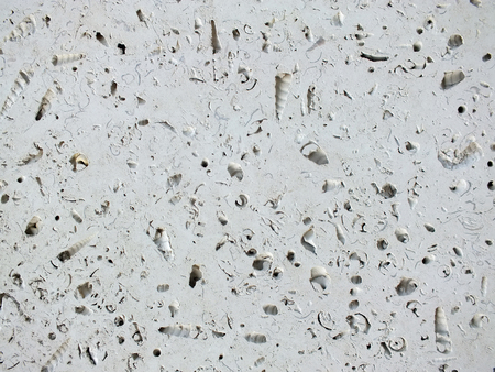 slab of white rock with fossil seashells