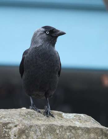 hackdaw perched on a rock against blue backgroundの写真素材