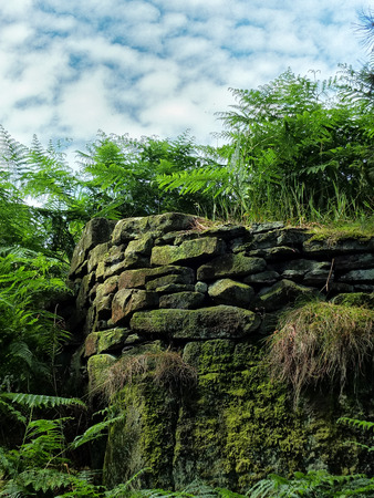 ferns and outcrop and drystone wall in the yorkshire moors pennine landscape with white cloudsの写真素材