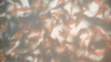 blurred abstract autumn leaf background in faded coloursの写真素材