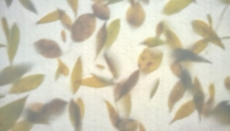 blurred abstract autumn leaf background in faded colors