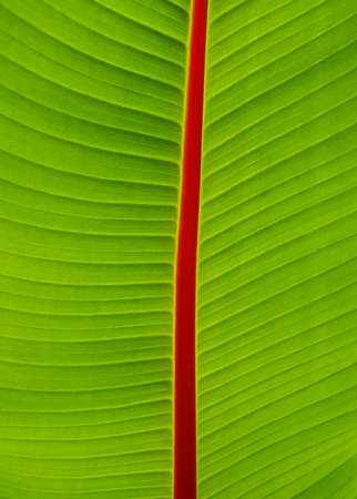close up of tropical banana leaf close up with bright red stemの写真素材