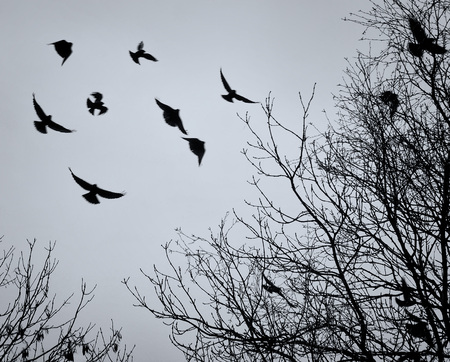 crows flying amongst bare winter tree branches の写真素材