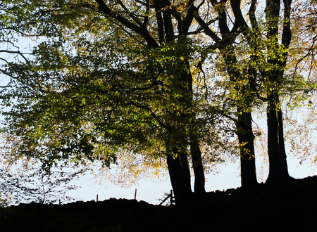 large beech trees in silhouette with autumn leaves highlighted against a stone wall in early eveningの写真素材