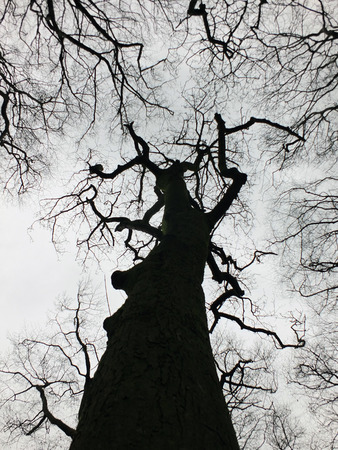 stark black winter tree and forest canopy with twisted branches