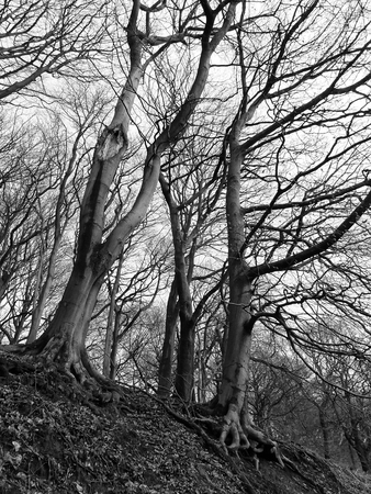 stark tall winter trees with dense twisted branches in hillside forest monochrome