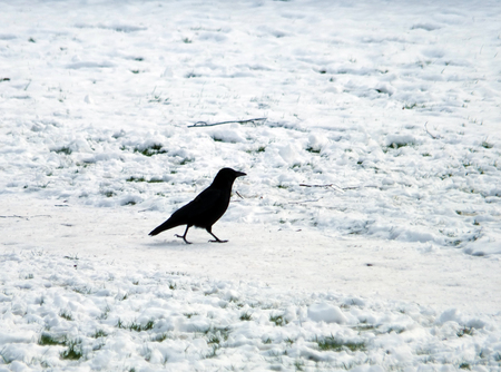 a black crow walking along a snow covered pathの写真素材