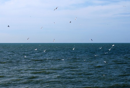 a flock of seagulls flying over a calm deep blue sea with bright blue sunny summer skyの写真素材
