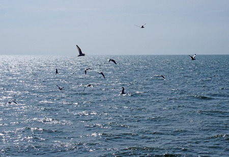 a flock of seagulls flying over a calm deep blue sunlit sea with bright blue summer skyの写真素材