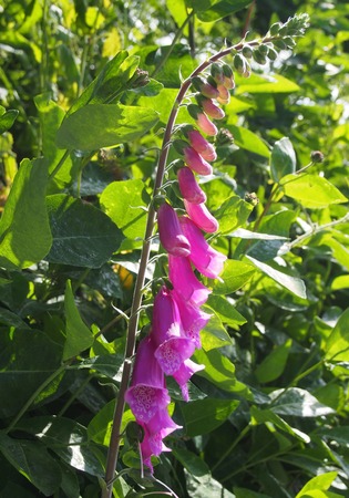 purple foxgloves growing in sunlit early summer bright spring woodland