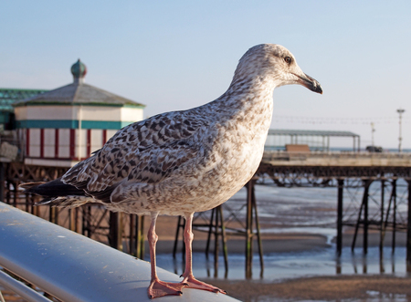 close up of a juvenile herring gull stood on a railing with blackpool north pier in the background reflected in water on the beach on a summer day with blue skyの写真素材
