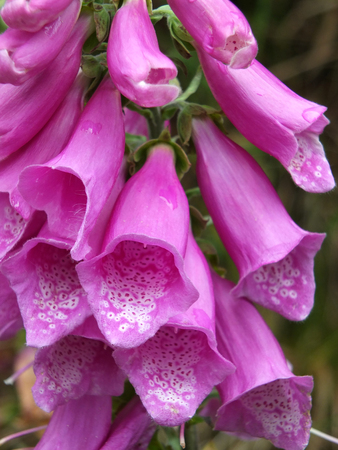 a full frame close up of spotted purple wild foxglove flowers with raindrops