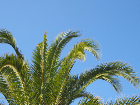 close up of a bright green vibrant tropical palm tree top with fronds against a bright blue summer sunlit skyの写真素材