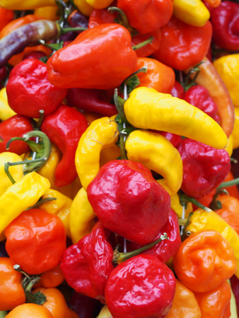 full frame vibrant close up of bright colorful mixed variety peppers in shades of red, orange and...