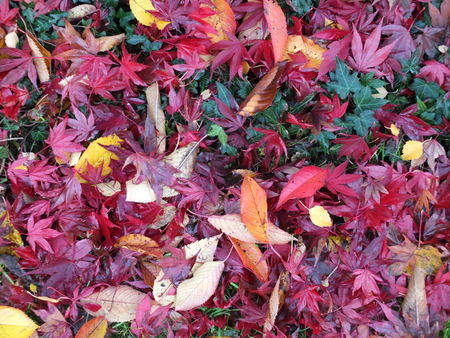 fallen autumn leaves nature background with vibrant red colors mixed with ivy growing on the ground