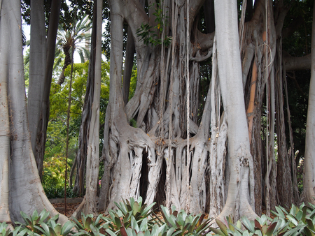 massive ancient banyan tree with complex joined trunks and branches in a jungle environment
