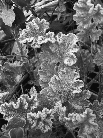 monochrome close up image of ice crystals on frozen leaves in winterの写真素材