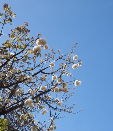 branches of the cotton tree or java kapok with fluffy white seed balls against a blue bright cloudy skyの写真素材