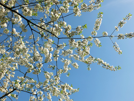 white cherry blossom in bright sunlight against a vibrant blue skyの写真素材