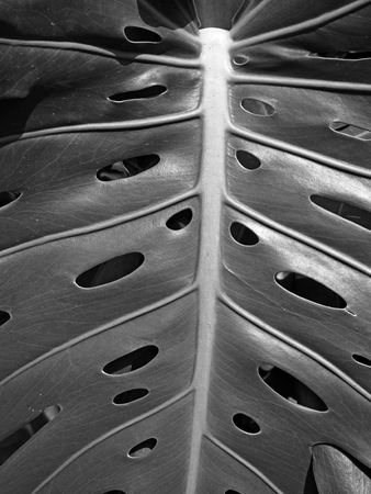 monochrome close up of a large tropical leaf with a pattern of holesの写真素材