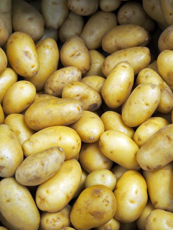 a pile of small yellow irregular shaped small waxy potatoes for sale on a marketの写真素材