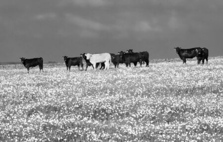 surreal monochrome image of a herd of young bulls standing in a spring meadow in may with bright flowers in the grass dramatic skyの写真素材