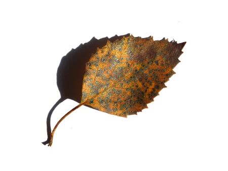 a single brown mottled autumn birch leaf with shadow on a white backgroundの写真素材