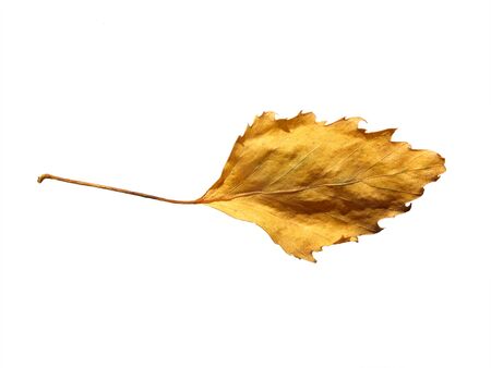 close up of a single yellow autumn birch tree leaf on a white backgroundの写真素材