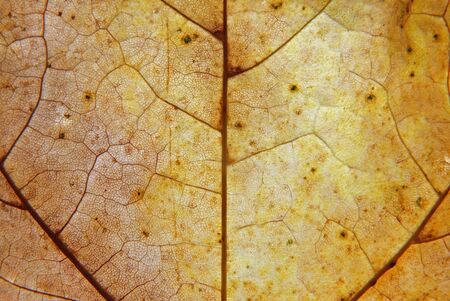 full frame close up of a yellow and brown autumn leaf with veins and cells show in detailの写真素材