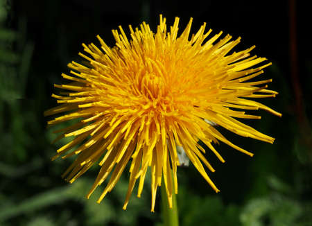 A close up of a single large yellow dandelion flower against a dark background in sunlight