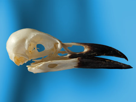 side view of a crow skull with open beak on a blue backgroundの写真素材