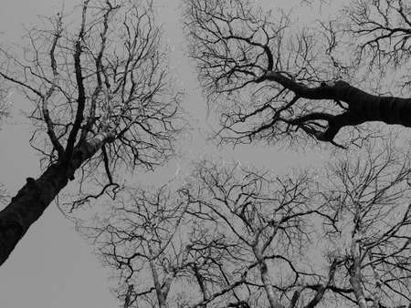 an upwards view of the branches of winter forest trees against a grey skyの写真素材