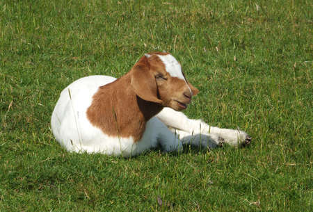 baby boer goat sat in a field surrounded by grass in spring timeの写真素材