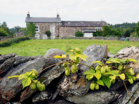 bright green hop fruits growing against a stone wall in a field with an old stone farmhouse in the distanceの写真素材