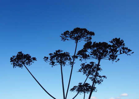 wild parsnip plant with seeds in silhouette against a blue skyの写真素材