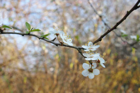 close up of wild blackthorn blossom flowers against a blurred nature background of sunlit spring...