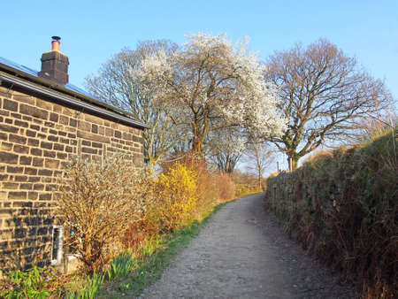 view along narrow country lane surrounded by a farmhouse and stone wall with budding spring bushes and blossoming trees with a sunlit blue sky on hey lane near hebden bridgeの写真素材