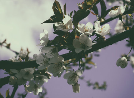 toned image of white spring cherry blossom flowers with green leaves with a blurred violet sky...