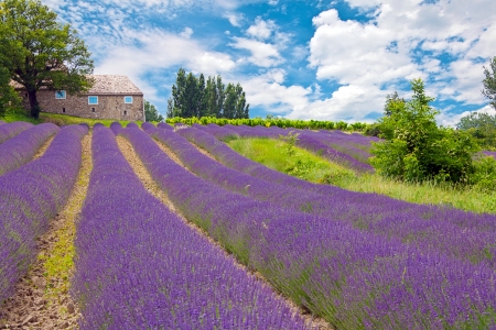 Lavenders in Provenceの写真素材