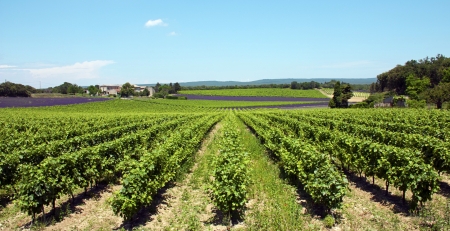 Vineyards in Provenceの写真素材