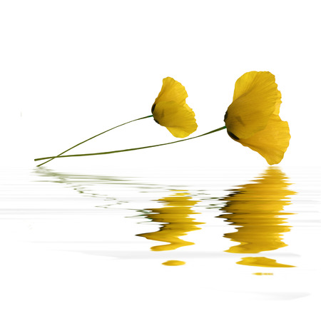 Poppies with reflections on waterの写真素材
