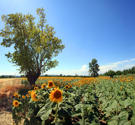 France - sunflowersの写真素材