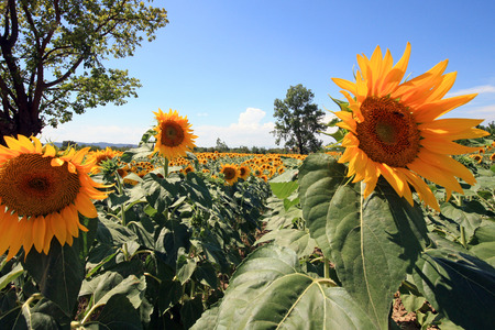 France - sunflowersの写真素材